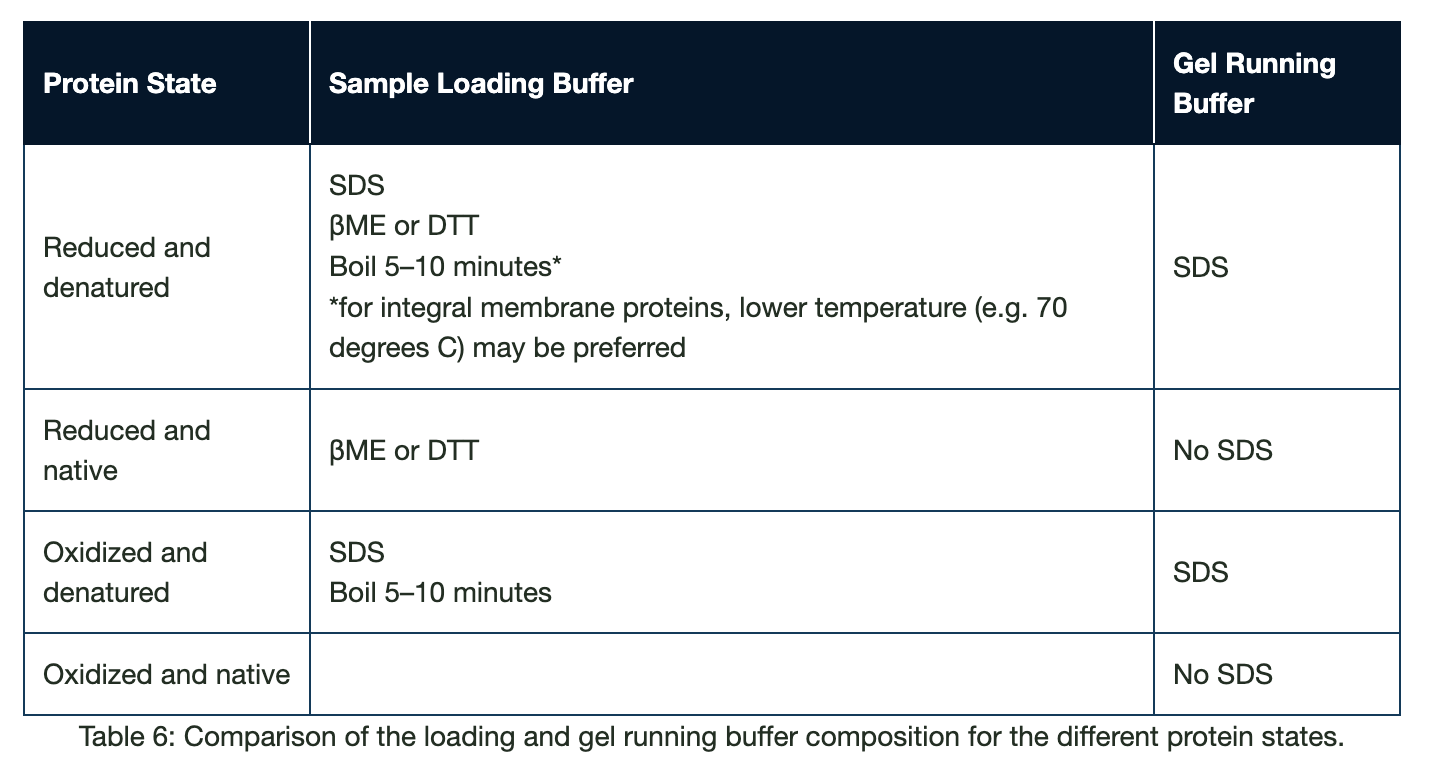 Western blotting guide Part 1, Introduction and Sample Preparation